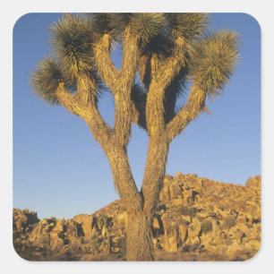 Sticker Carré Joshua Tree, Yucca brevifolia) et granit