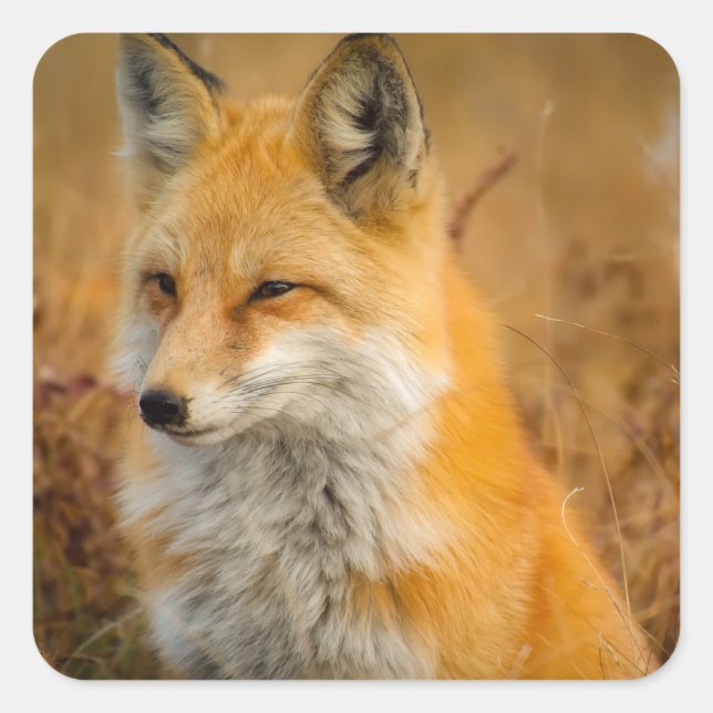 Sticker Carré Jote Red Fox Wilderness Nature Photographie (Devant)