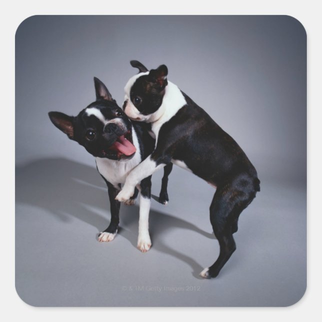 Sticker Carré Jouer Boston Terriers (Devant)