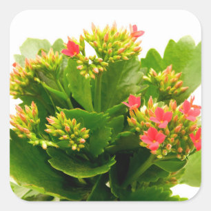 Sticker Carré Kalanchoe blossfeldiana