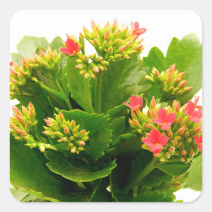Sticker Carré Kalanchoe blossfeldiana