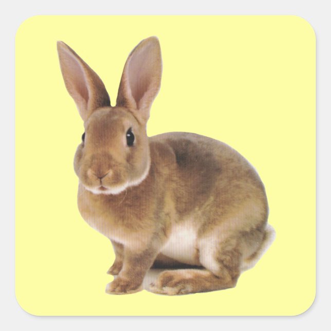 Sticker Carré Kawaii Cute Lapin Lapin (Devant)