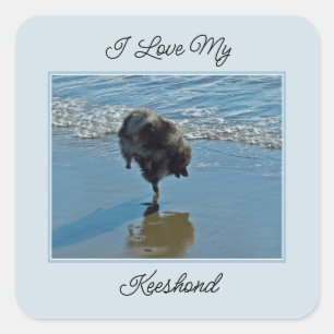 Sticker Carré Keeshond Ballet Photographie - Joli chien d'origin