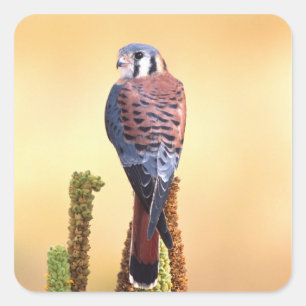 Sticker Carré Kestrel, Falco sparverius, Native de US & Canada