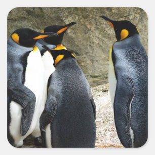 Sticker Carré King Penguin