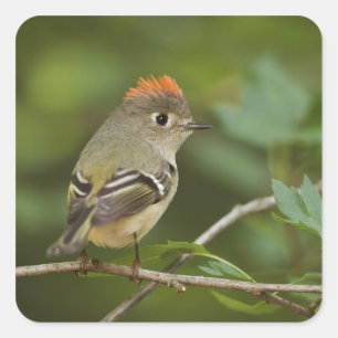 Sticker Carré Kinglet couronné de rubis masculin, Regulus calend