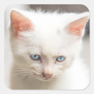 Sticker Carré Kitten blanc
