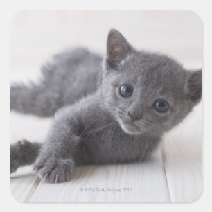 Sticker Carré Kitten bleu russe
