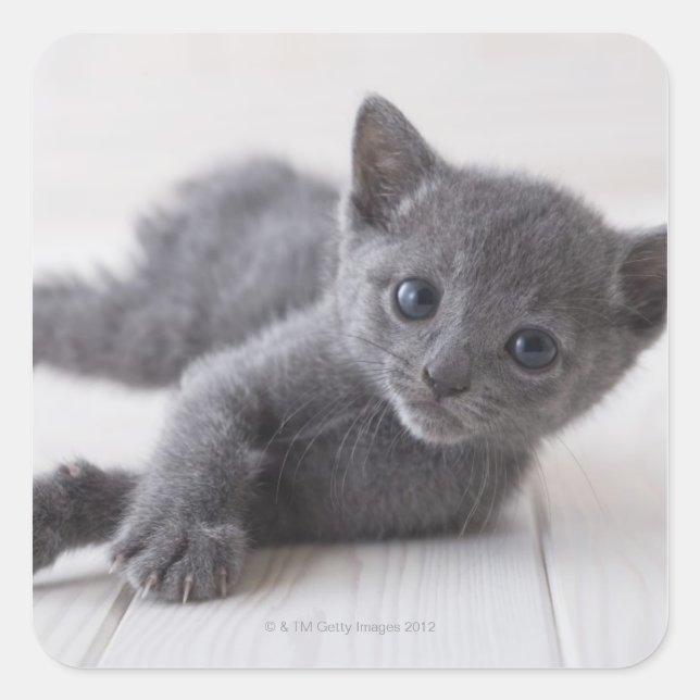 Sticker Carré Kitten bleu russe (Devant)