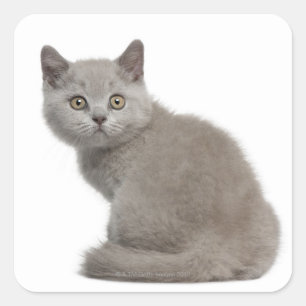 Sticker Carré Kitten de Shorthair britannique (10 semaines)