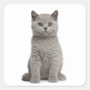 Sticker Carré Kitten de Shorthair britannique (10 semaines) 2