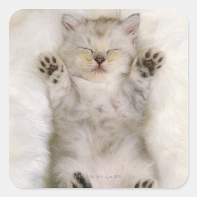 Sticker Carré Kitten dormant sur un tapis blanc, haut (Devant)