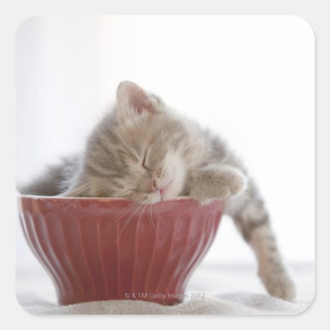 Sticker Carré Kitten Dormir au bol (Devant)