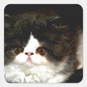 Sticker Carré Kitten noir et blanc