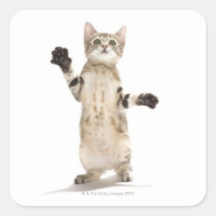 Sticker Carré Kitten on White Background
