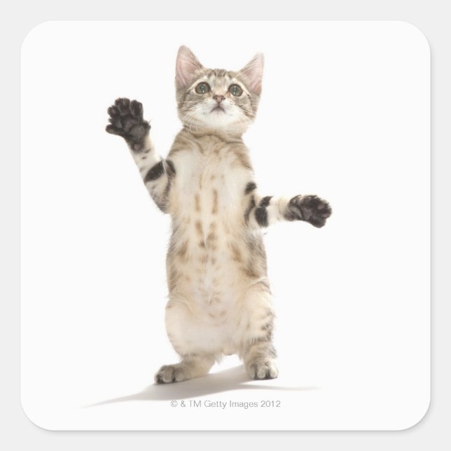Sticker Carré Kitten on White Background (Devant)
