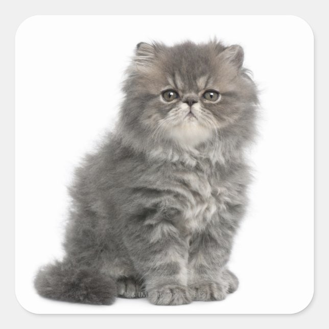Sticker Carré Kitten persan (2 mois) assis (Devant)