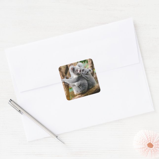 Sticker Carré Koala avec bébé dans un arbre en Australie (Enveloppe)