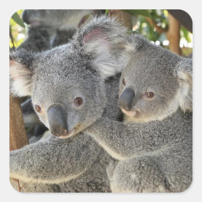 Sticker Carré Koala Phascolarctos cinereus Queensland. (Devant)