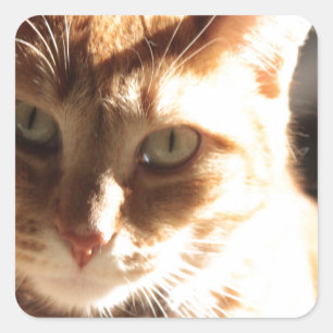 Sticker Carré Kute Kitty !