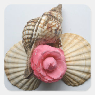 Sticker Carré La Camellie Et Les Coquilles