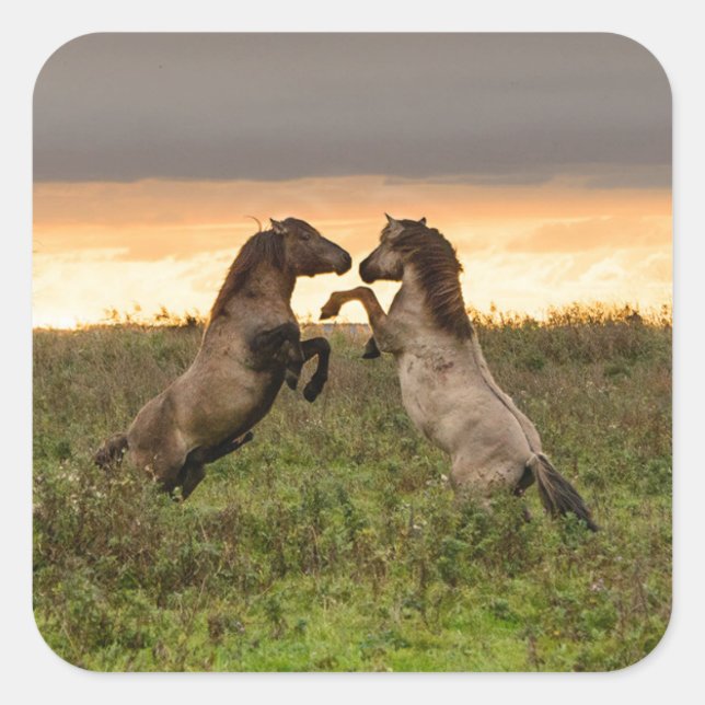 Sticker Carré La danse des chevaux sauvages (Devant)