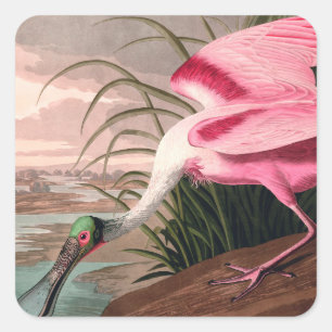 Sticker Carré La faune des oiseaux d'Audubon de Spoonbill Roseat