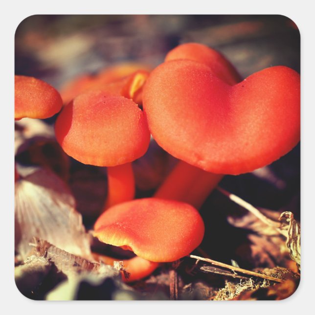 Sticker Carré La nature des champignons orange (Devant)