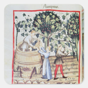 Sticker Carré La récolte de raisin, 13ème siècle