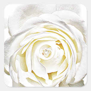 Sticker Carré La rose blanche de l'amour_