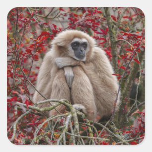 Sticker Carré La solitude de Gibbon