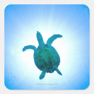 Sticker Carré La tortue de mer nageant sous l'eau