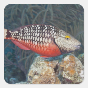Sticker Carré La vie sous-marine, POISSON : un feu d'arrêt
