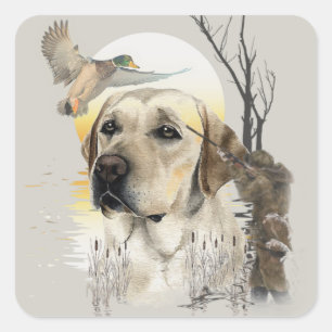 Sticker Carré Labrador, chasse aux canards