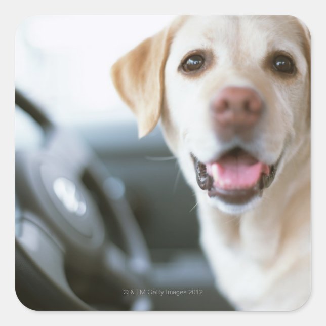 Sticker Carré Labrador Retriever (Devant)