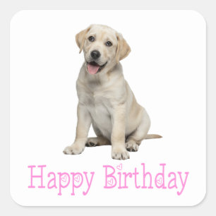 Sticker Carré Labrador Retriever chiot jaune anniversaire de chi