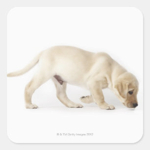 Sticker Carré Labrador Retriever Puppy Walking