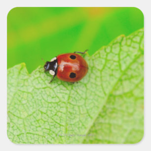 Sticker Carré Ladybird marchant à travers une feuille