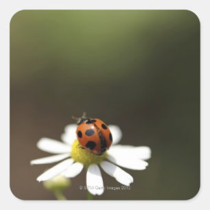 Sticker Carré Ladybird sur la Fleur Chamomile