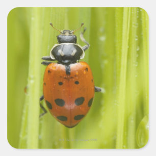 Sticker Carré Ladybird sur l'herbe, gros plan