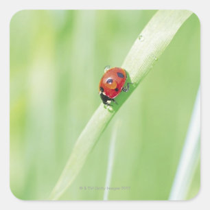 Sticker Carré Ladybug