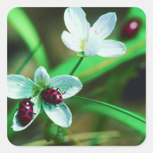 Sticker Carré Ladybug (Devant)