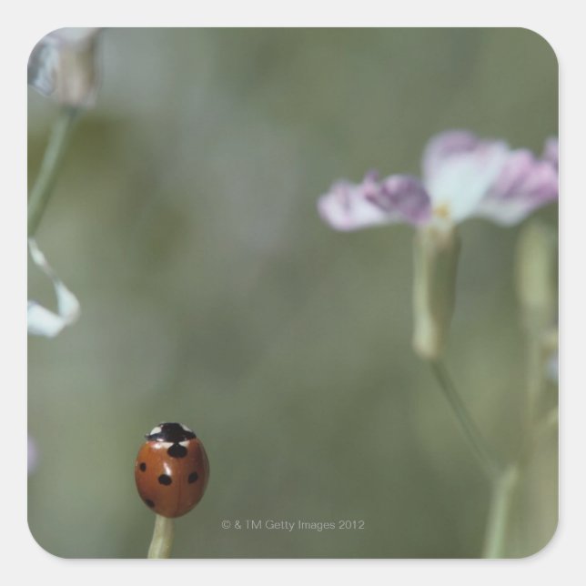 Sticker Carré Ladybug sur Stem (Devant)