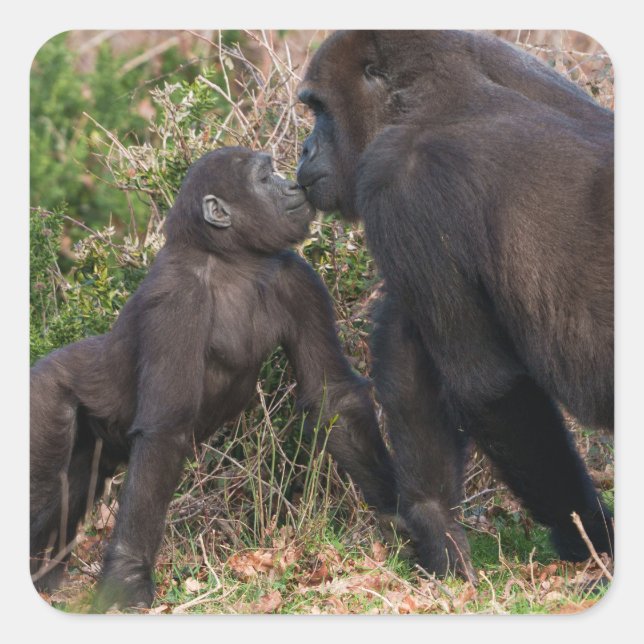 Sticker Carré L'affection de Gorilla Baby pour maman (Devant)