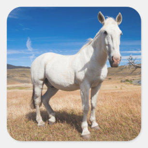Sticker Carré Laguna Azul, paysage avec chevaux
