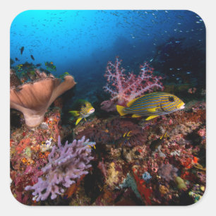 Sticker Carré Laja Ampat sous-marin