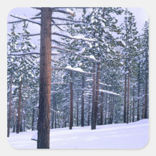 Sticker Carré LAKE TAHOE STATE PARK, NEVADA. États-Unis Neige fr