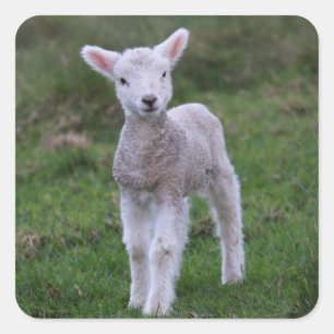 Sticker Carré Lamb Bébé Mouton ferme animal
