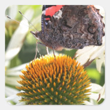 L'amiral papillon sur la fleur