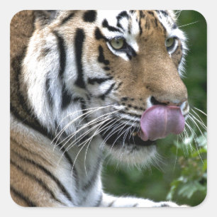 Sticker Carré Langue du tigre